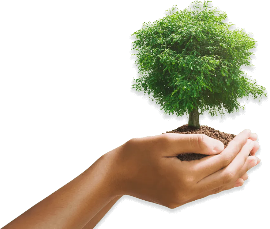 Due mani che reggono della terra da cui cresce un piccolo albero